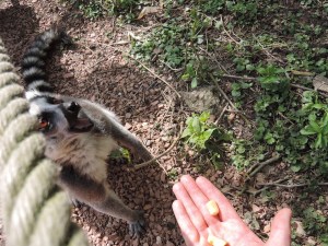 Les lémuriens, dans le top 3 de Poupette :-)