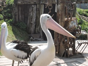 "Oh, tiens, un pélican"