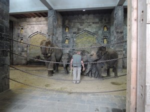 Le salut des éléphants !